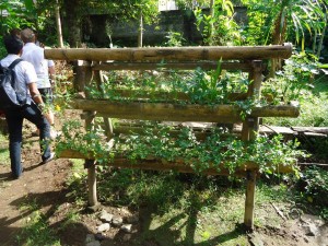 Week 22 – Village and Farmland Development Assistance Program – Waste to Wonder Project