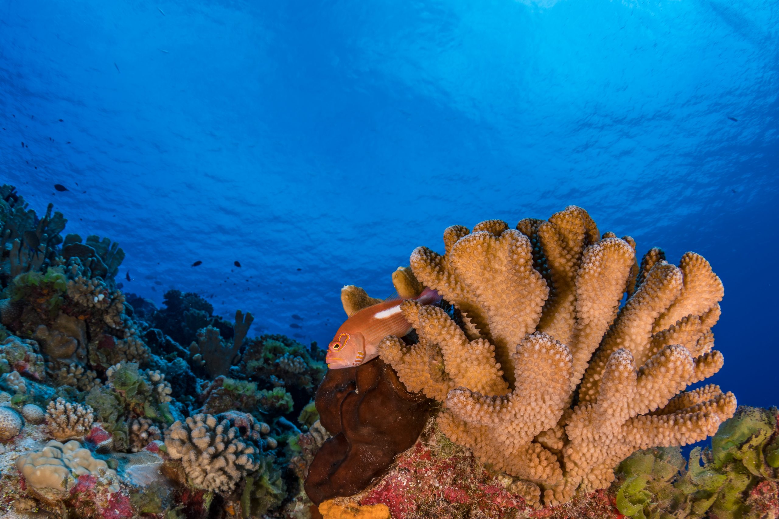 Our Coral Reef Is Our Home | ZeroWaste Center