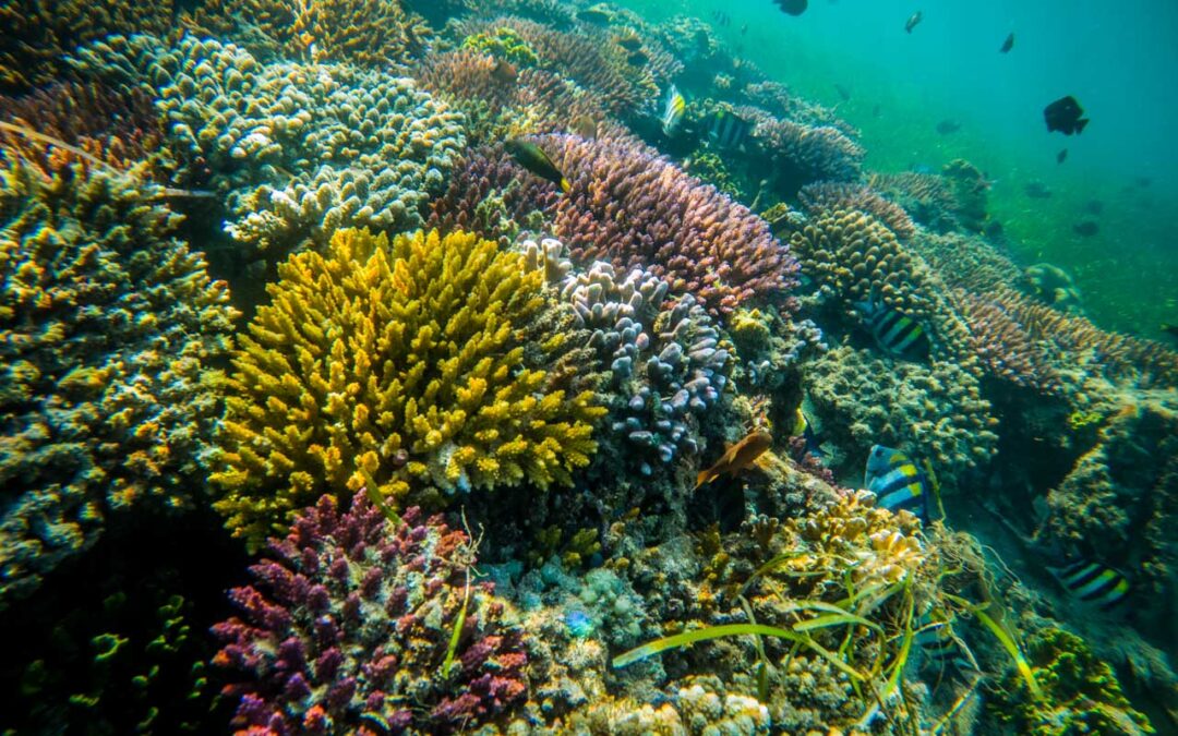 Restoring Nusa Dua Coral Reefs – A R.O.L.E. Foundation Project