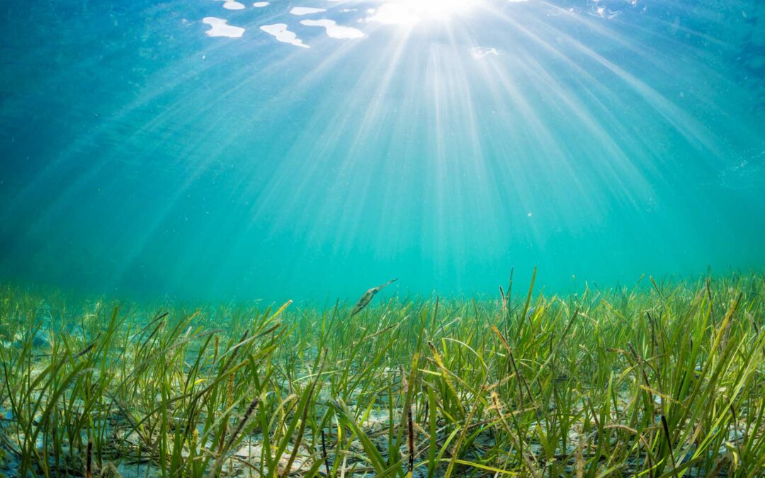 Seagrass, the unpopular but worthy ecosystem
