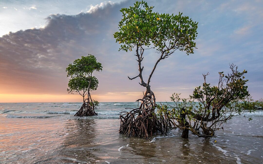 Mangroves, the Coastline Protector