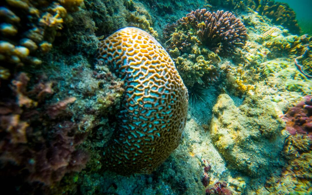 Rejuvenating Our Coral Reefs: A Restoration Journey