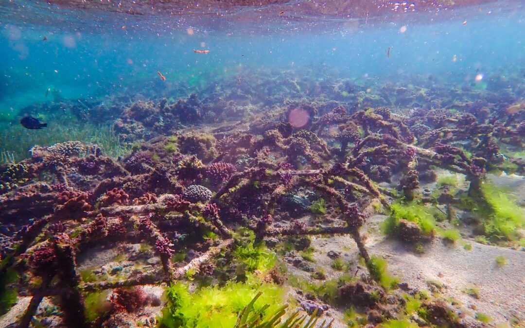 Clearing the Way for Coral Growth: Effective Algae Removal at R.O.L.E. Foundation  Foundation’s Newest Reef Stars