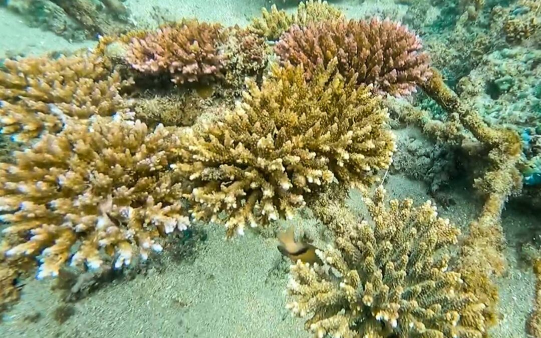 KEEPING REEFS ALIVE: R.O.L.E FOUNDATION’S CORAL GARDEN MAINTENANCE